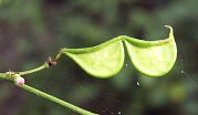 Desmodium podocarpum subsp. oxyphyllum