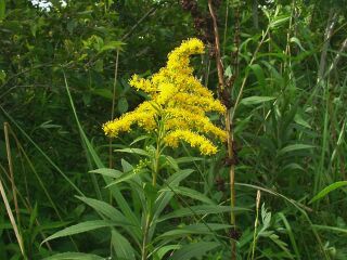 Solidago gigantea