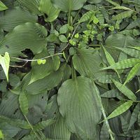 Hosta montana