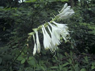 Hosta montana