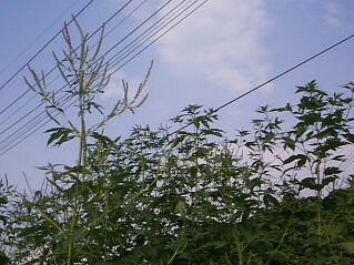 Ambrosia trifida