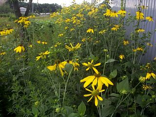 Rudbeckia laciniata