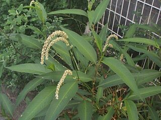 Persicaria lapathifolia