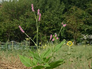 Persicaria pilosa