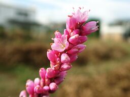 Persicaria pilosa