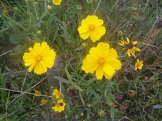 Coreopsis lanceolata