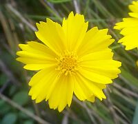 Coreopsis lanceolata