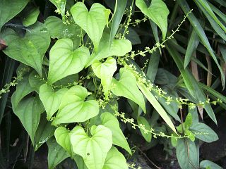 Dioscorea tokoro