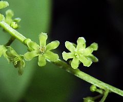 Dioscorea tokoro