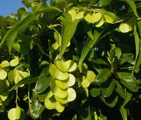 Dioscorea tokoro