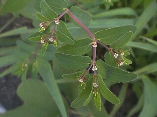 Euphorbia maculata