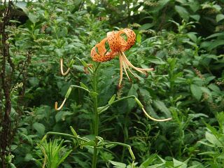 Lilium lancifolium