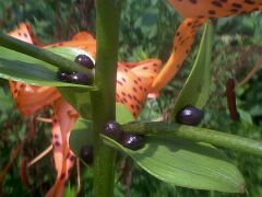 Lilium lancifolium