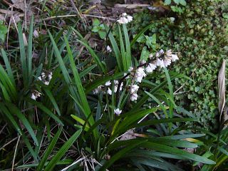 Ophiopogon planiscapus