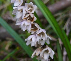 Ophiopogon planiscapus