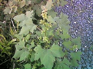 Xanthium occidentale