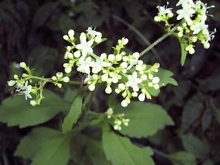 Patrinia villosa