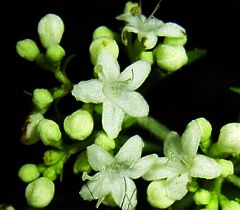 Patrinia villosa