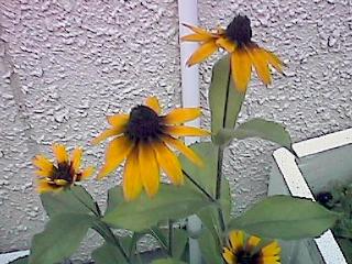 Rudbeckia