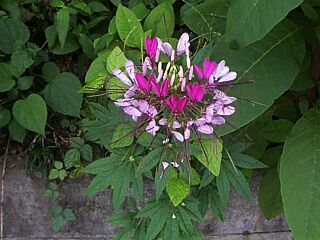 Cleome spinosa