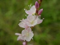 Persicaria conspicua