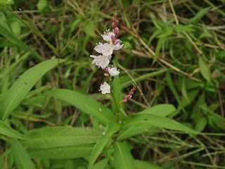 Persicaria conspicua