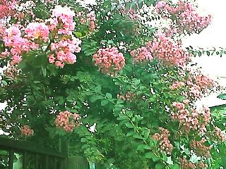 Lagerstroemia indica