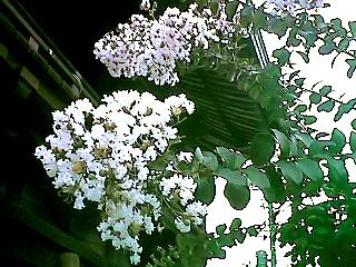 Lagerstroemia indica