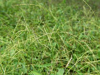 Microstegium japonicum