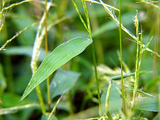 Microstegium japonicum