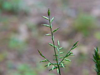 Lophatherum gracile
