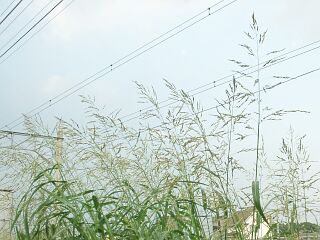 Sorghum halepense