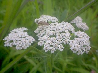 Achillea millefolium