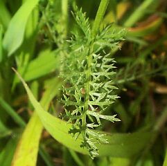 Achillea millefolium