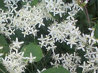 Clematis terniflora