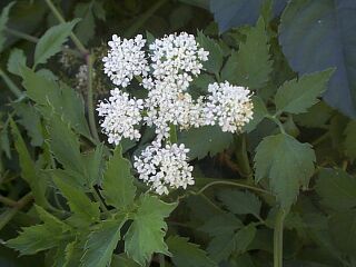 Oenanthe javanica