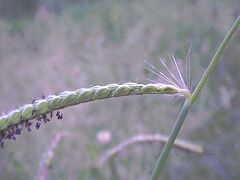 Paspalum dilatatum