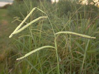 Paspalum dilatatum