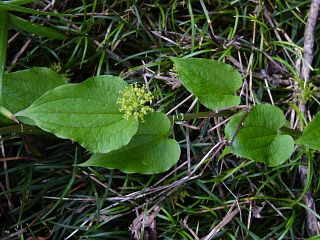 Smilax riparia var. ussuriensis