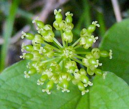 Smilax riparia var. ussuriensis