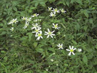 Aster scaber