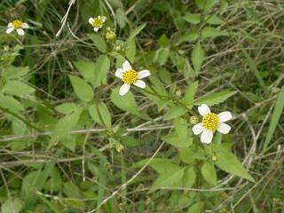 Bindes pilosa var. minor