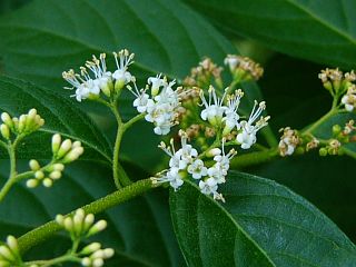 Callicarpa dichotoma var. albi-fructus