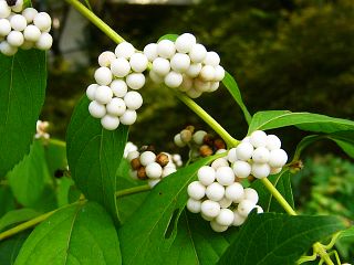 Callicarpa dichotoma var. albi-fructus