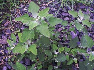 Chenopodium album