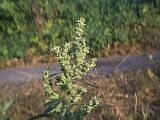 Chenopodium album
