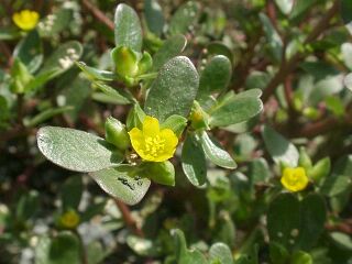 Portulaca oleracea