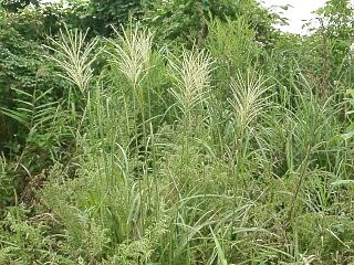 Miscanthus sinensis