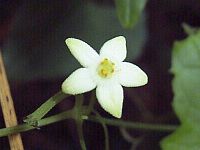 Melothria japonica