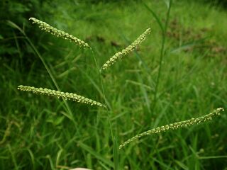 Paspalum thunbergii